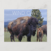 バイソンカウアンドカーフウィンドケーブ国立公園SD ポストカード (正面)