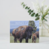 バイソンカウアンドカーフウィンドケーブ国立公園SD ポストカード (スタンド正面)