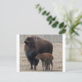 バイソンカウアンドカーフ1 ポストカード (スタンド正面)