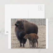 バイソンカウアンドカーフ1 ポストカード (正面/裏面)