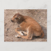 バイソンカーフ ポストカード (正面)