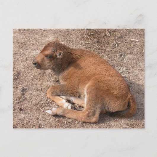 バイソンカーフ ポストカード (正面)