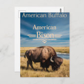 バイソングレーズバイザリバー ポストカード (正面/裏面)