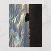 バイソンシルエットポストカード ポストカード (正面)