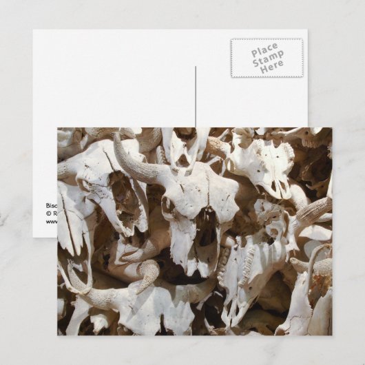 バイソンスカル ポストカード (正面/裏面)