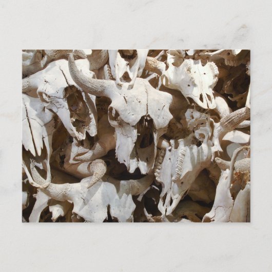 バイソンスカル ポストカード (正面)