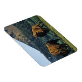 バイソンブルズアットウォータートンレイクスナショナルパーク マグネット (右側)