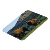 バイソンブルズアットウォータートンレイクスナショナルパーク マグネット (左側)