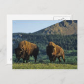 バイソン牛のウォータートンレイクス国立公園 ポストカード (正面/裏面)