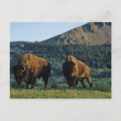 バイソン牛のウォータートンレイクス国立公園 ポストカード (正面)