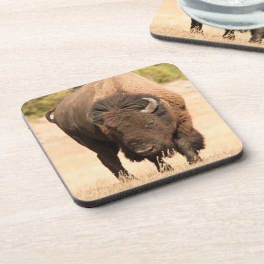 バイソン コースター (左側)