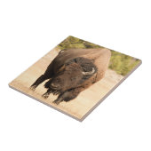 バイソン タイル (側面)