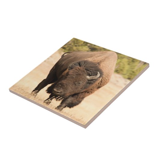 バイソン タイル (側面)