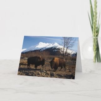 バイソンTet-a-Tet カード