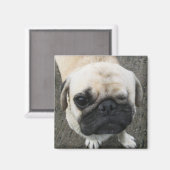 バウク…ソイ・ドッグ（タイ） マグネット (正面/裏面)