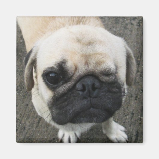 バウク…ソイ・ドッグ（タイ） マグネット (正面)