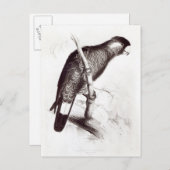 バウディニまたはバウディンのコカトー ポストカード (正面/裏面)