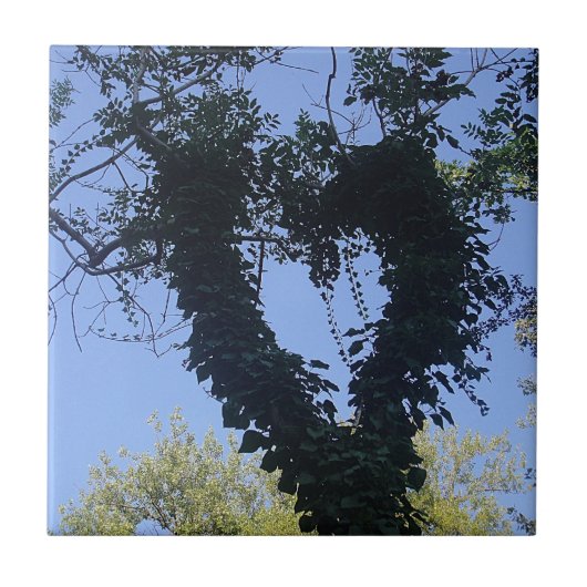 バウムヘルツ タイル (正面)