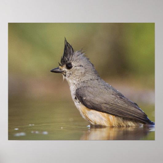 バエオロフォス州，黒紋付のタイトマウス ポスター (正面)