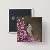 バエオロフォス州，黒紋付のタイトマウス 缶バッジ (正面&裏面)