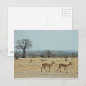 バオバブツリーブランチPersonalize Destiny Destiny'S ポストカード (正面/裏面)