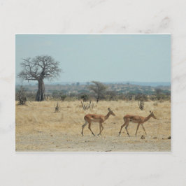 バオバブツリーブランチPersonalize Destiny Destiny'S ポストカード