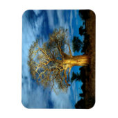 バオバブ(アダンソニア)の木が月に照らされる マグネット (縦)