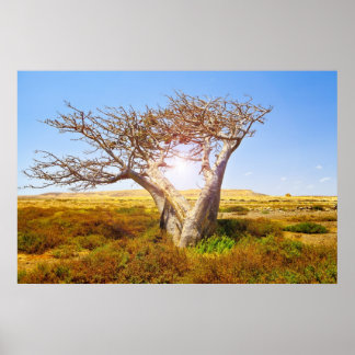 バオバブ ポスター