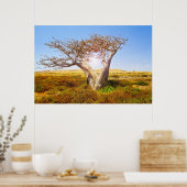 バオバブ ポスター (キッチン)