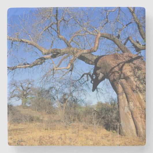 バオバブ (Adansonia Digitata)、クルーガー国立公園 ストーンコースター (正面)