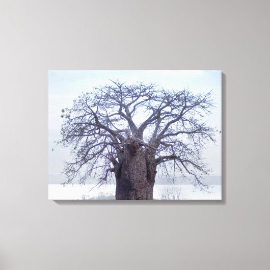 バオバブ (Adansonia Digitata)、ルアンダ キャンバスプリント (正面)