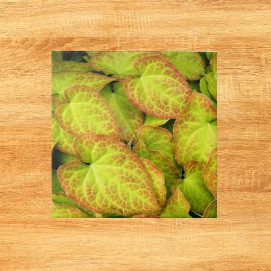 バカラフルレノウ植葉物フローラ タイル