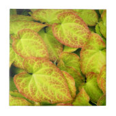 バカラフルレノウ植葉物フローラ タイル (正面)