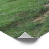 バキングホワイトタイガー ポスター (角)