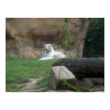 バキングホワイトタイガー