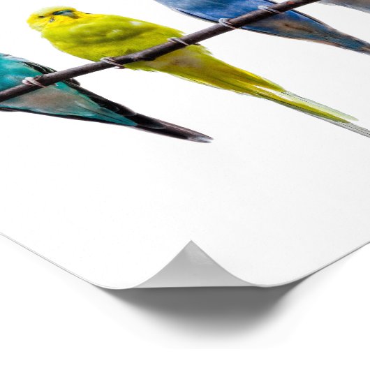 バギー・バード ポスター (角)