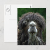 バクトリアのラクダ ポストカード (正面/裏面)