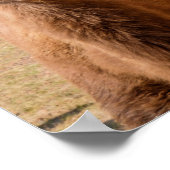 バクトリアンカメルポートレート ポスター (角)