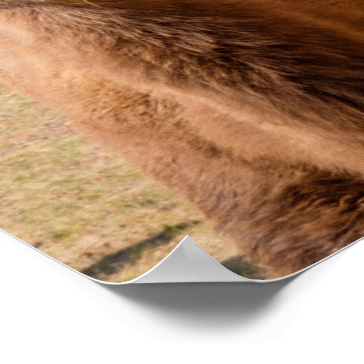 バクトリアンカメルポートレート ポスター (角)