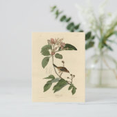 バクマンズフィンチ(スパロウ)アメリカのオードボンバード ポストカード (スタンド正面)