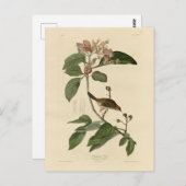 バクマンズフィンチ(スパロウ)アメリカのオードボンバード ポストカード (正面/裏面)
