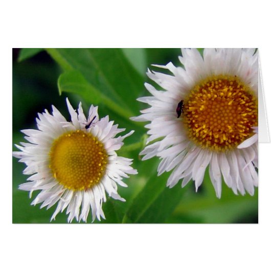 バグと白い花 (正面横)