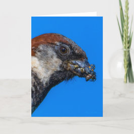 バグのあるハウススパロウサンキューカード サンキューカード