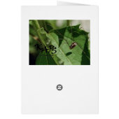 バグの作成 (裏面)