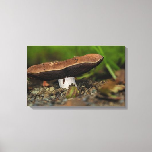 バグの寿命 キャンバスプリント (正面)