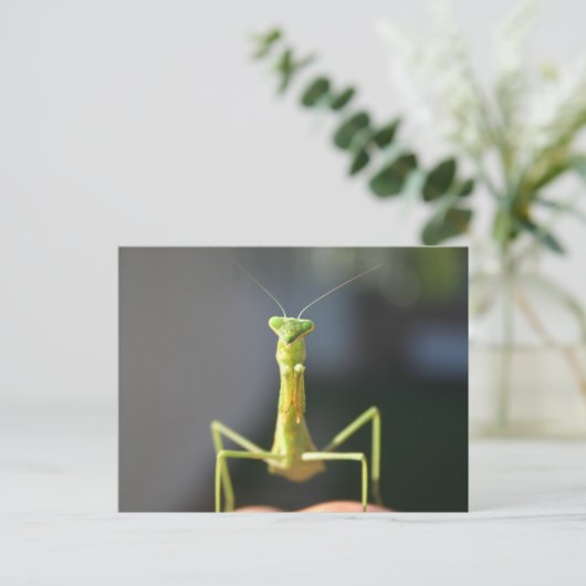 バグを作成 ポストカード (スタンド正面)