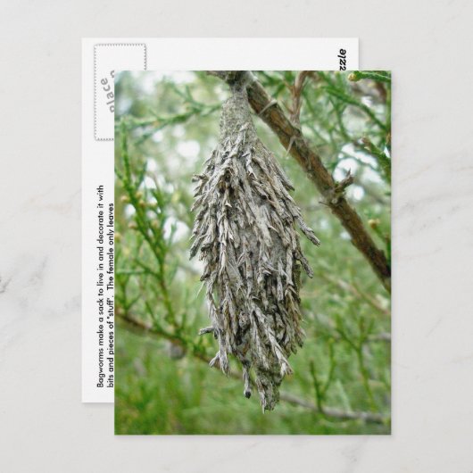 バグワームのはがき ポストカード (正面/裏面)