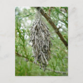 バグワームのはがき ポストカード (正面)