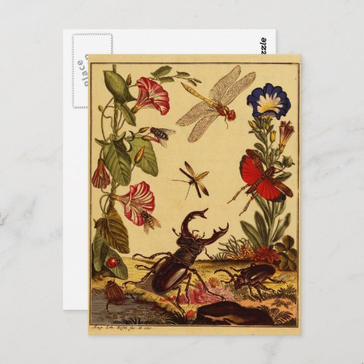 バグ1764 ポストカード (正面/裏面)