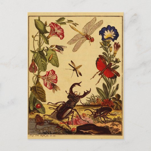 バグ1764 ポストカード (正面)